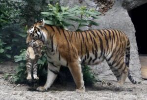 budapest-zoo tiger